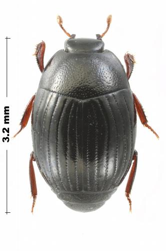 Epierus comptus